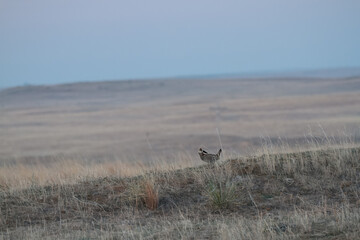 Prarie Chicken in Lek