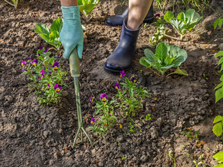 Fototapeta premium Gardener is loosening soil around viola flowers using a hand garden rake