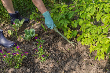 Farmer is loosening soil around raspberry bushes using a hand garden rake.