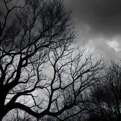 Obraz premium Bare Branches Against Stormy Sky