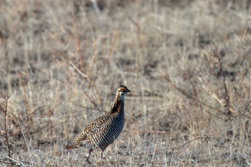 Female prarie chicken