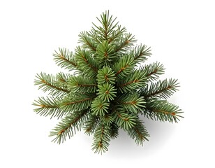 Top View of a Lush Spruce Branch Isolated on White