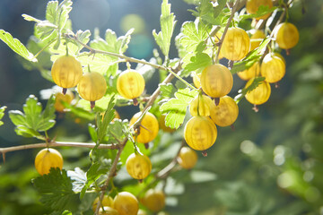 Gooseberries are ripe yellow gooseberry berries with green leaves growing in the yard in the garden. Harvesting on a sunny day.