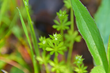 小さな小さな花を咲かせたヤエムグラ