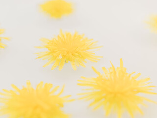 水に浮かべたタンポポ67