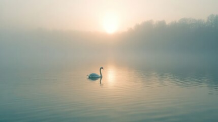 Fototapeta premium Serene swan gliding on misty lake at sunrise, surrounded by tranquil nature and soft fog