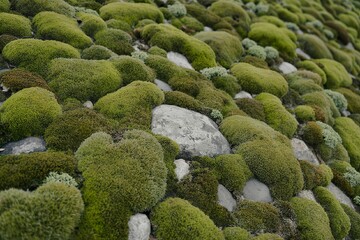 green moss-covered stones