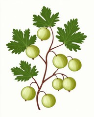 A vibrant illustration showcases a branch of ripe gooseberries, meticulously detailed with lush green leaves against a clean white background in a flat art style perfect for