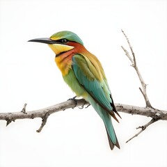 Fototapeta premium Rainbow Bee-eater on Branch