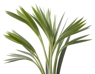 Obraz premium Green Plant Leaves Isolated on White Background