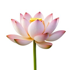Pink Lotus Flower Isolated on White