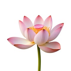 Fototapeta premium Pink Lotus Flower Isolated on White