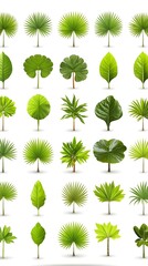 Tropical Leaf Illustrations