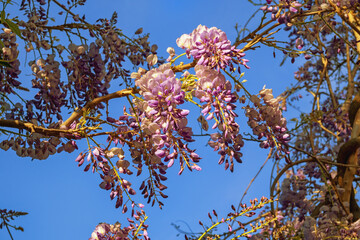 Beautiful spring flowers. Blooming wisteria on sunny day against blue sky
