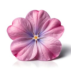 Pink and Purple Flower Blossom