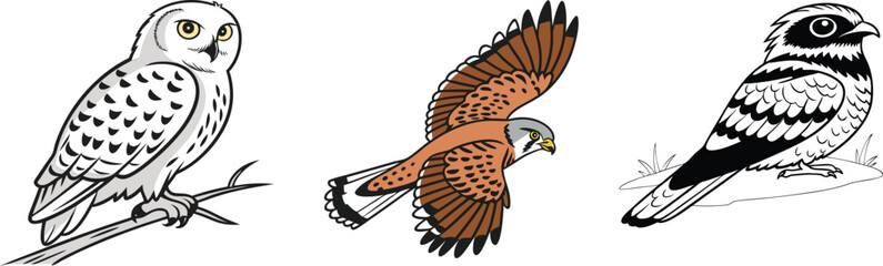 Fototapeta premium Nightjar, Kestrel, and Snowy Owl Bird Illustrations – Nocturnal and Raptor Species Art