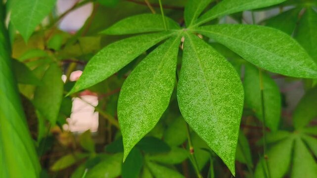 Young cassava leaves are green in the morning sun and move in the gentle breeze.