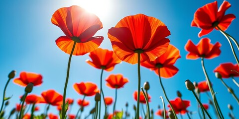Obraz premium Vibrant red poppy flowers bloom, sunlit against a clear blue sky, low angle view, plant, wildflower