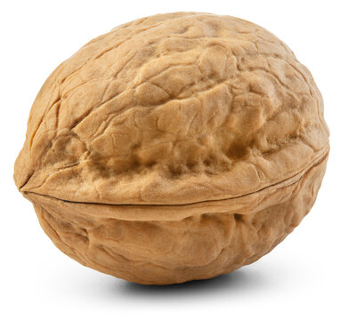Walnut isolated png. Unpeeled walnut on white or transparent background. Perfect retouched walnut nut with shell no background. Side view. Full depth of field.