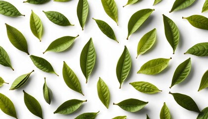 Green Leaves Pattern on White Background
