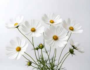 Fototapeta premium Delicate White Cosmos Flowers