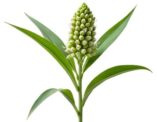 Obraz premium Green Flower Plant with Long Leaves