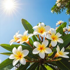 Naklejka premium Plumeria Flowers in Bright Sunshine