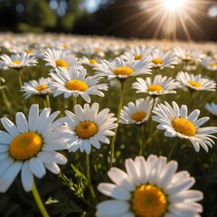 Fototapeta premium Sunlit Daisy Field