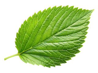 Fototapeta premium Green Leaf Texture: Nature Background