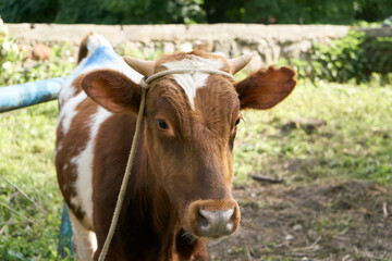 Veterinary fixation of a young white-brown bull using a rope on the horns