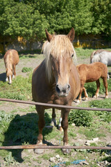 Young brown horse outdoors on a farm in a fence