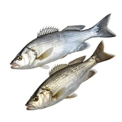 Fototapeta premium Two Fresh Sea Bass, Ready to Cook