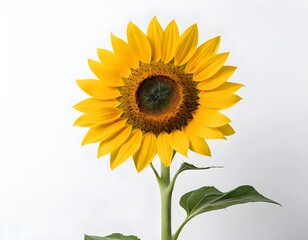 Obraz premium Single Sunflower on White Background