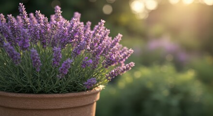 Obraz premium Lavender flowers blooming in a pot with a warm sunlight background 
