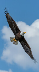 Naklejka premium Side profile of a Bald Eagle perched on a branch, focused gaze, sharp beak, symbol of American power and freedom.