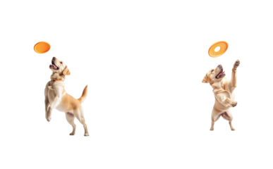 Dogs leaping to catch orange frisbees mid air with joy 