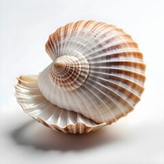 Obraz premium Spiral Seashell on White Background