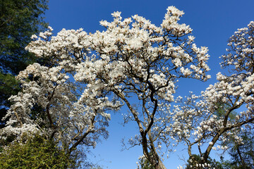 Große blühende Magnolie vor klarem blauem Himmel an einem sonnigen Tag im Frühling, Yulan...