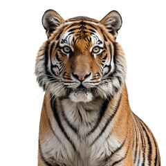 Obraz premium Majestic Tiger Portrait