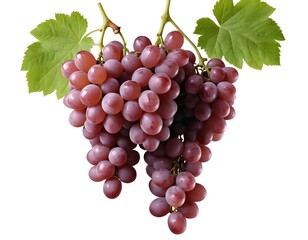 Fototapeta premium Fresh Red Grapes on the Vine