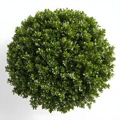 Obraz premium Top View of Lush Green Boxwood Ball