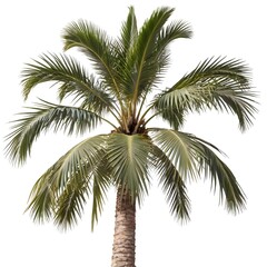 Isolated Coconut Palm Tree