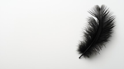 Obraz premium A black feather on a white background.