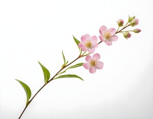 Pink Spring Blossoms on Branch