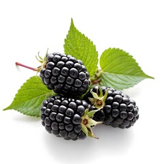 Fototapeta premium Fresh Blackberries with Green Leaves