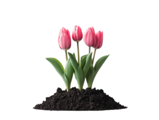 Pink tulips bloom from dark soil for spring decor, cut out