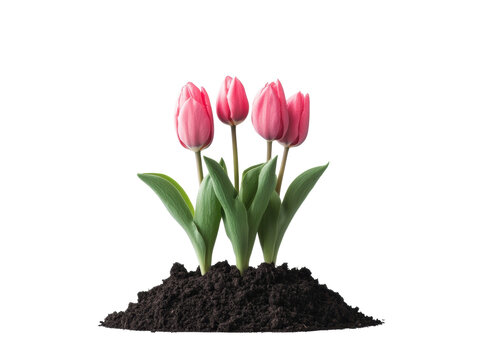 Pink tulips bloom from dark soil for spring decor, cut out