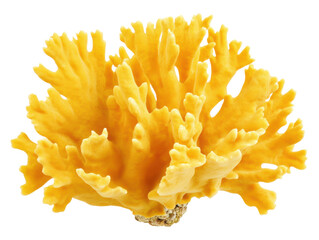 Bright yellow coral formation for marine conservation projects, cut out