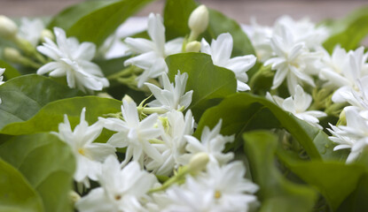 White jasmine flowers