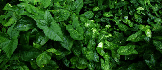 dark green leaves